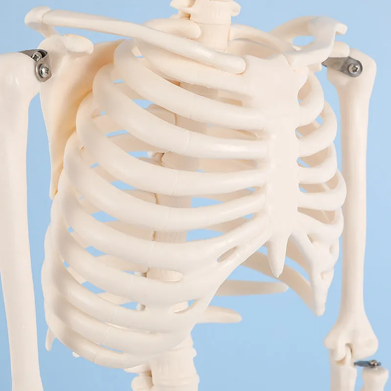 85cm Human Skeleton Model Gym Yoga Display Teaching Mold