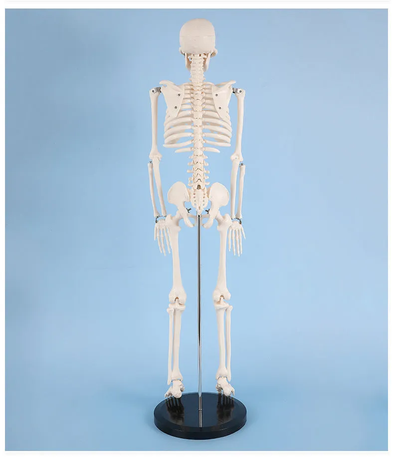 85cm Human Skeleton Model Gym Yoga Display Teaching Mold
