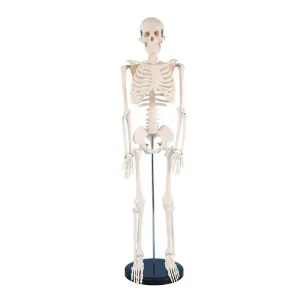 85cm Human Skeleton Model Gym Yoga Display Teaching Mold