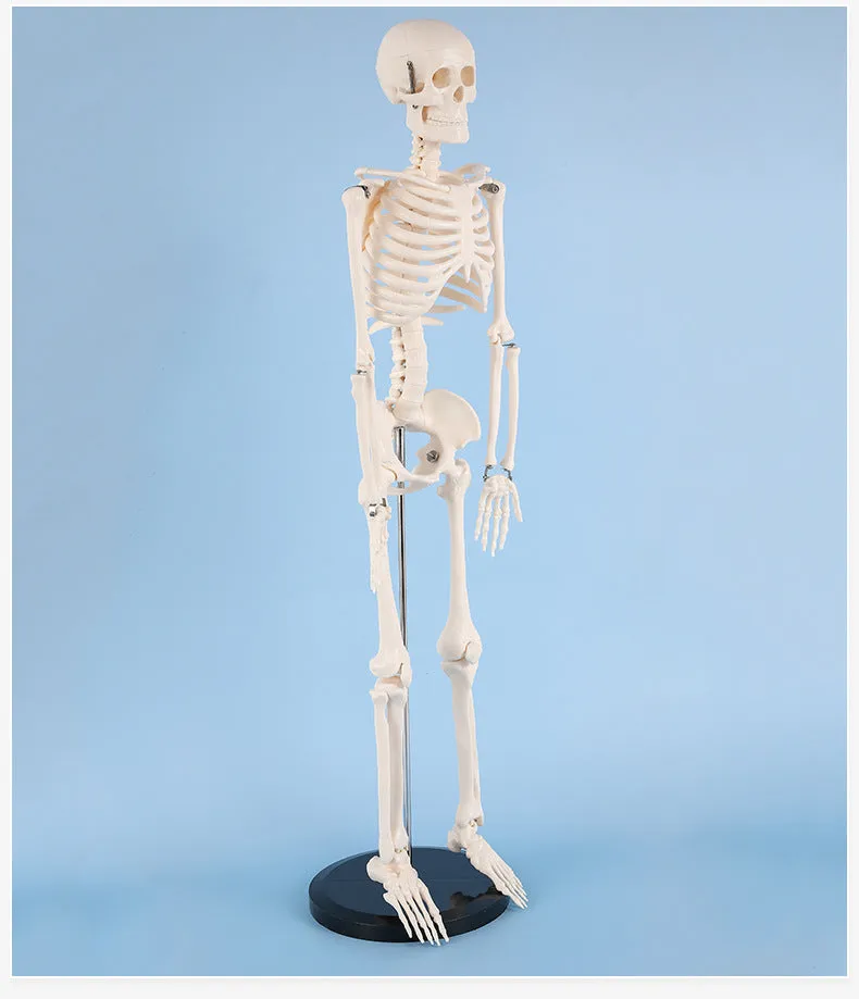 85cm Human Skeleton Model Gym Yoga Display Teaching Mold