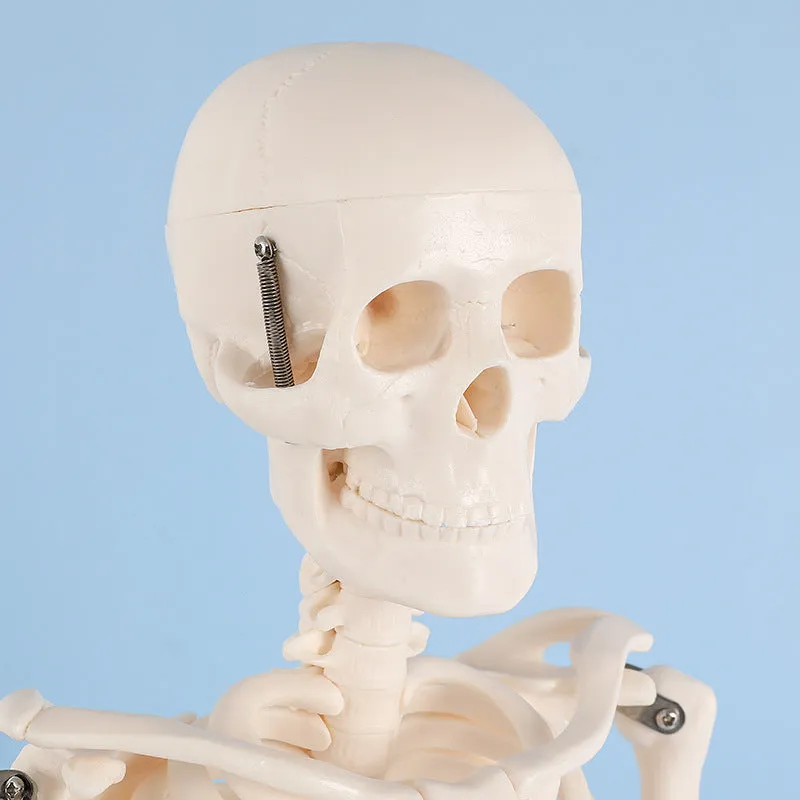 85cm Human Skeleton Model Gym Yoga Display Teaching Mold