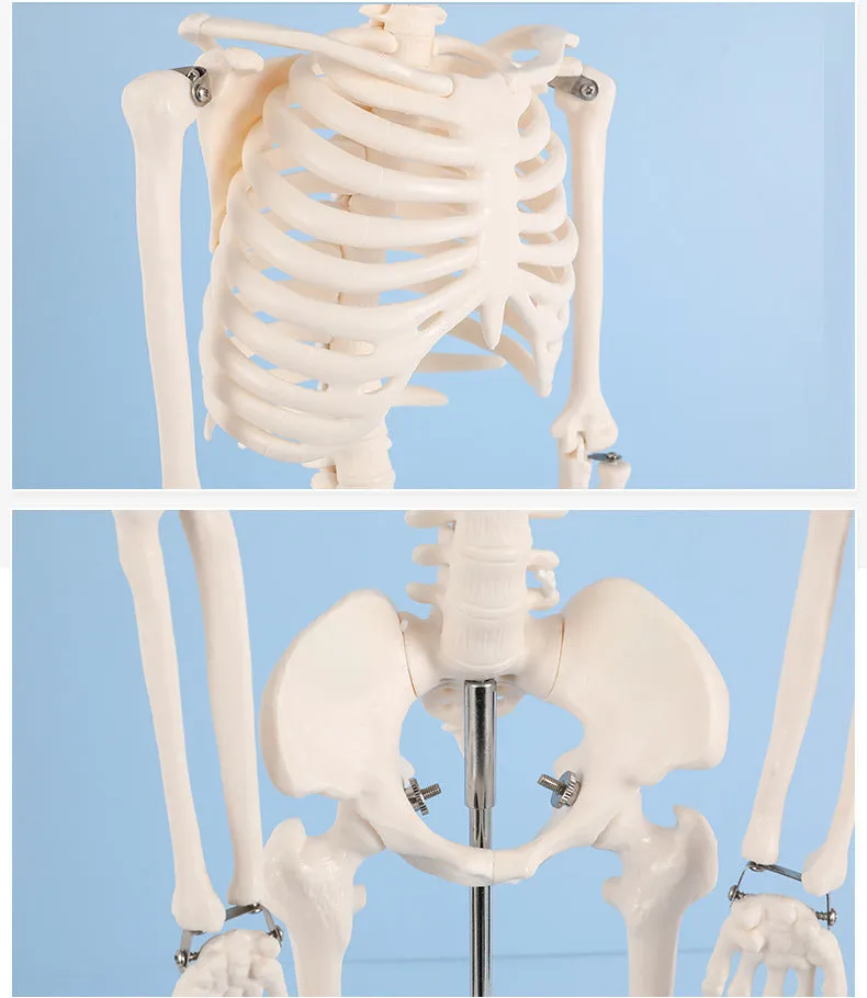 85cm Human Skeleton Model Gym Yoga Display Teaching Mold
